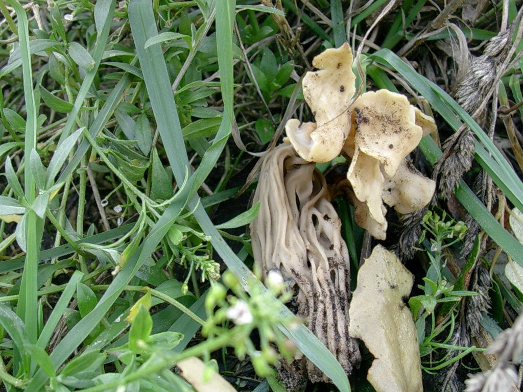 1870 Gennaio vecchio ritrovamento